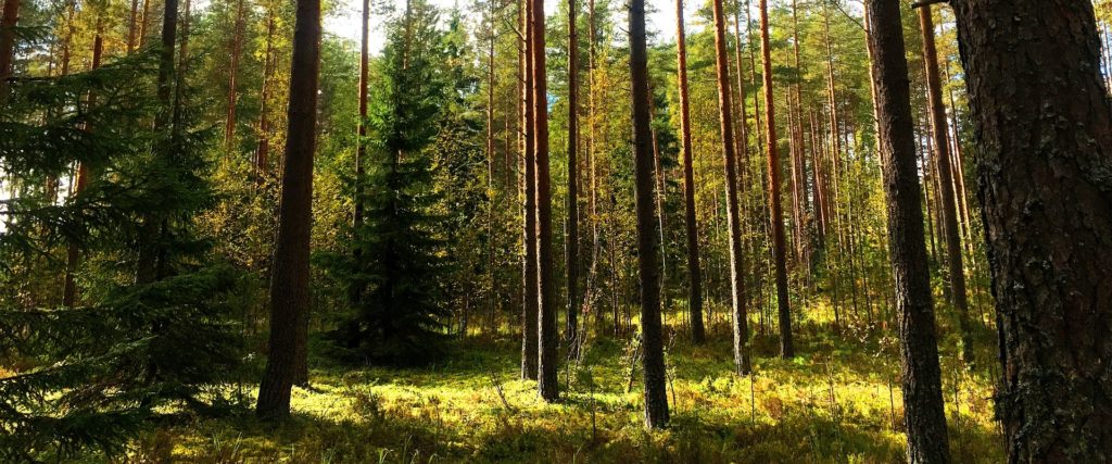 Metsiin perustuva hiilipäästöjen kompensointi; kuvassa metsää
